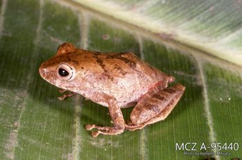 Media type: image;   Herpetology A-95440 Description: Photo of animal in life, taken in the field by Dr. Kenneth Ichiro Miyata. A slide of the photo was scanned in 2012 by Melissa Wooley.;  Aspect: lateral